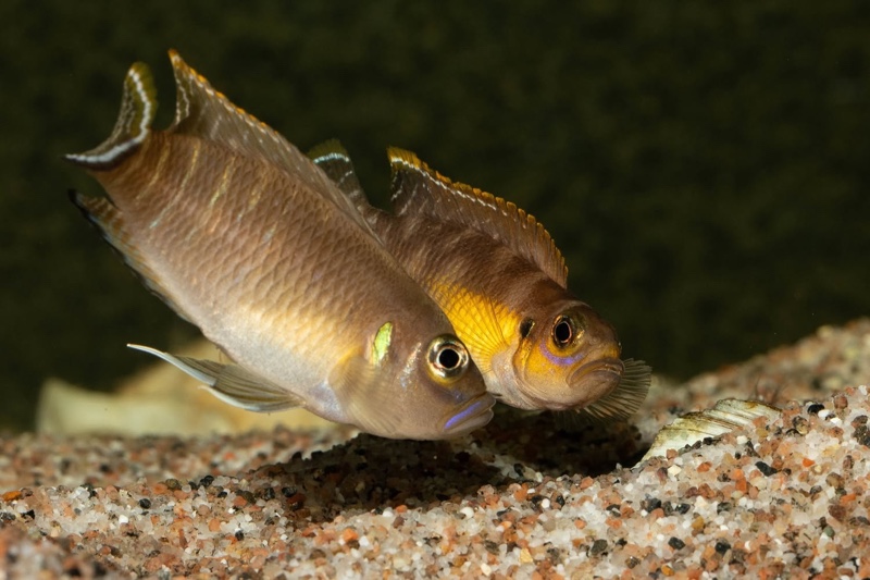 Neolamprologus brevis 'Kapampa'